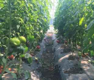 奥仁格管道:吉林热浸塑涂塑钢管驱动金丰现代农业园GRS高效节能温室革命 奥仁格管道:吉林热浸塑涂塑钢管驱动金丰现代农业园GRS高效节能温室革命