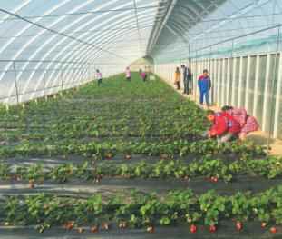 奥仁格管道:吉林热浸塑涂塑钢管驱动金丰现代农业园GRS高效节能温室革命 奥仁格管道:吉林热浸塑涂塑钢管驱动金丰现代农业园GRS高效节能温室革命