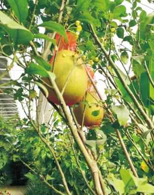 奥仁格管道:吉林热浸塑涂塑钢管驱动金丰现代农业园GRS高效节能温室革命 奥仁格管道:吉林热浸塑涂塑钢管驱动金丰现代农业园GRS高效节能温室革命