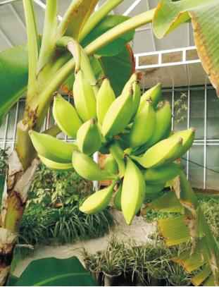 奥仁格管道:吉林热浸塑涂塑钢管驱动金丰现代农业园GRS高效节能温室革命 奥仁格管道:吉林热浸塑涂塑钢管驱动金丰现代农业园GRS高效节能温室革命